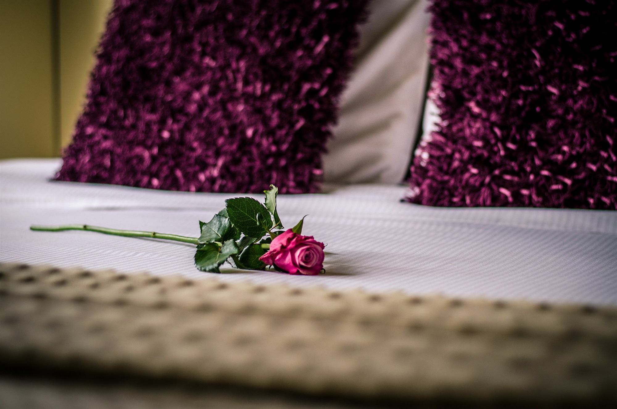 Hotel Botaniek Brugge Ngoại thất bức ảnh
